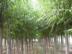 【薦】優(yōu)質(zhì)林木種植--靈川林木種植圖片|【薦】優(yōu)質(zhì)林木種植--靈川林木種植產(chǎn)品圖片由桂林江泰投資公司生產(chǎn)提供-