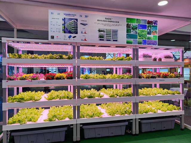 離開土壤也能培育蔬菜鮮花走進植物工廠解鎖現(xiàn)代農(nóng)業(yè)種植新技術