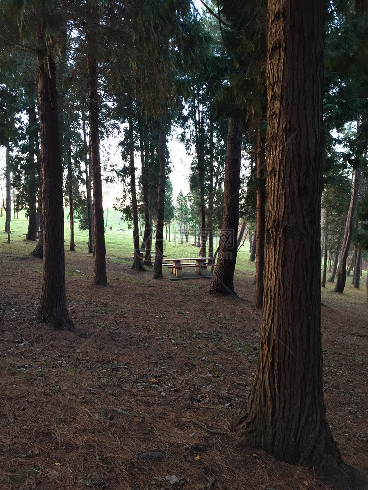 林木中的樹
